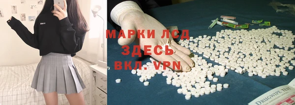 хмурый Аркадак